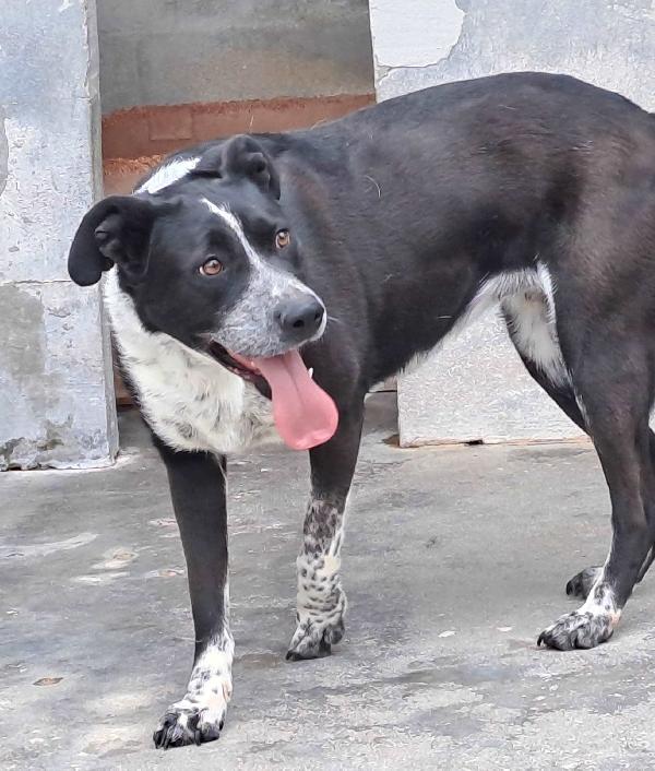 Fenice, dolcissima cagnolina Foto 6